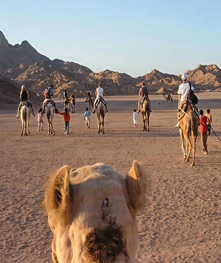 Camel Ride Experience